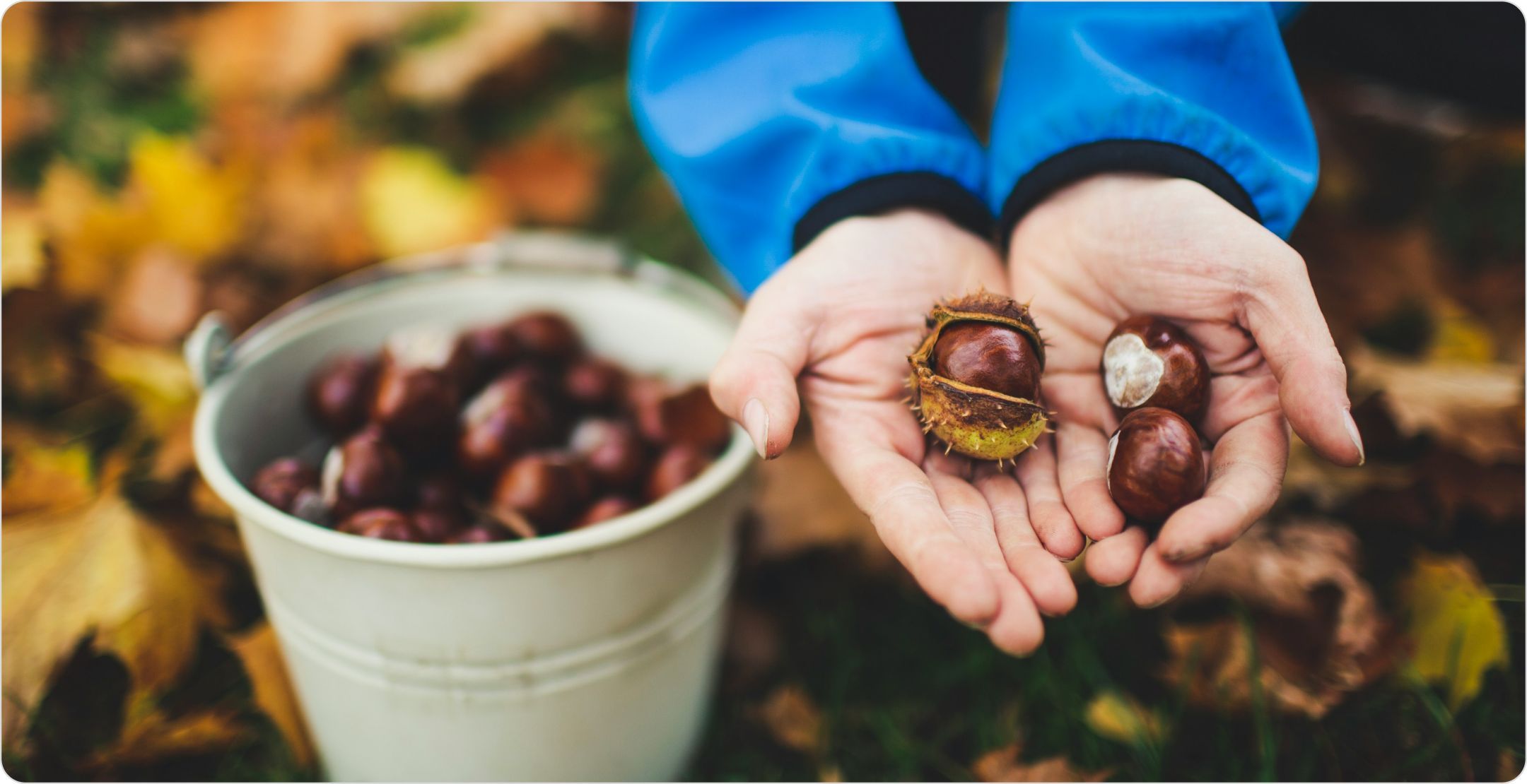 Hands holding chestnuts and a bucket in the background, representing non-probability sampling