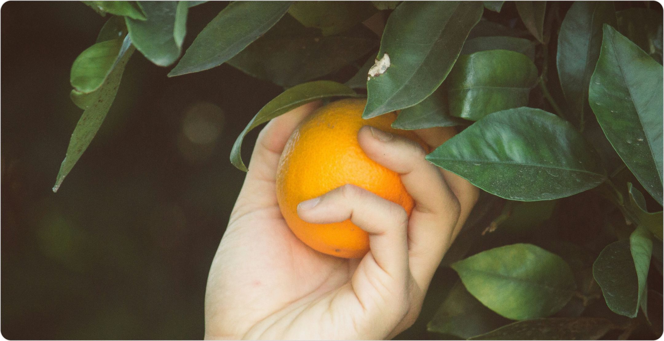 Someone plucking an orange from a tree; illustrating selection of outcome and predictor variables