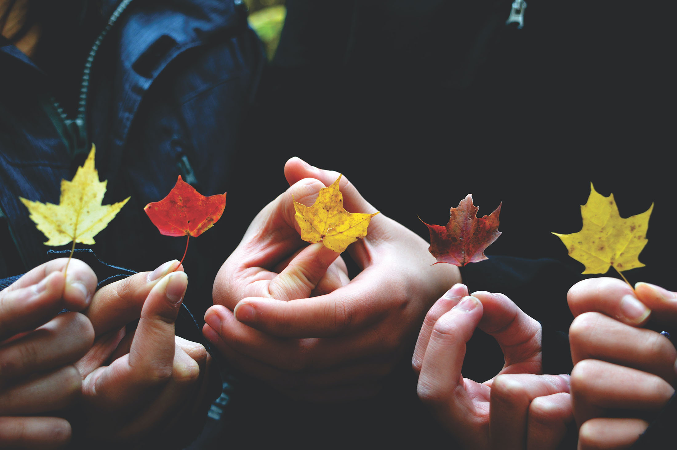 Demonstrating Segmentation Using Leaf Color