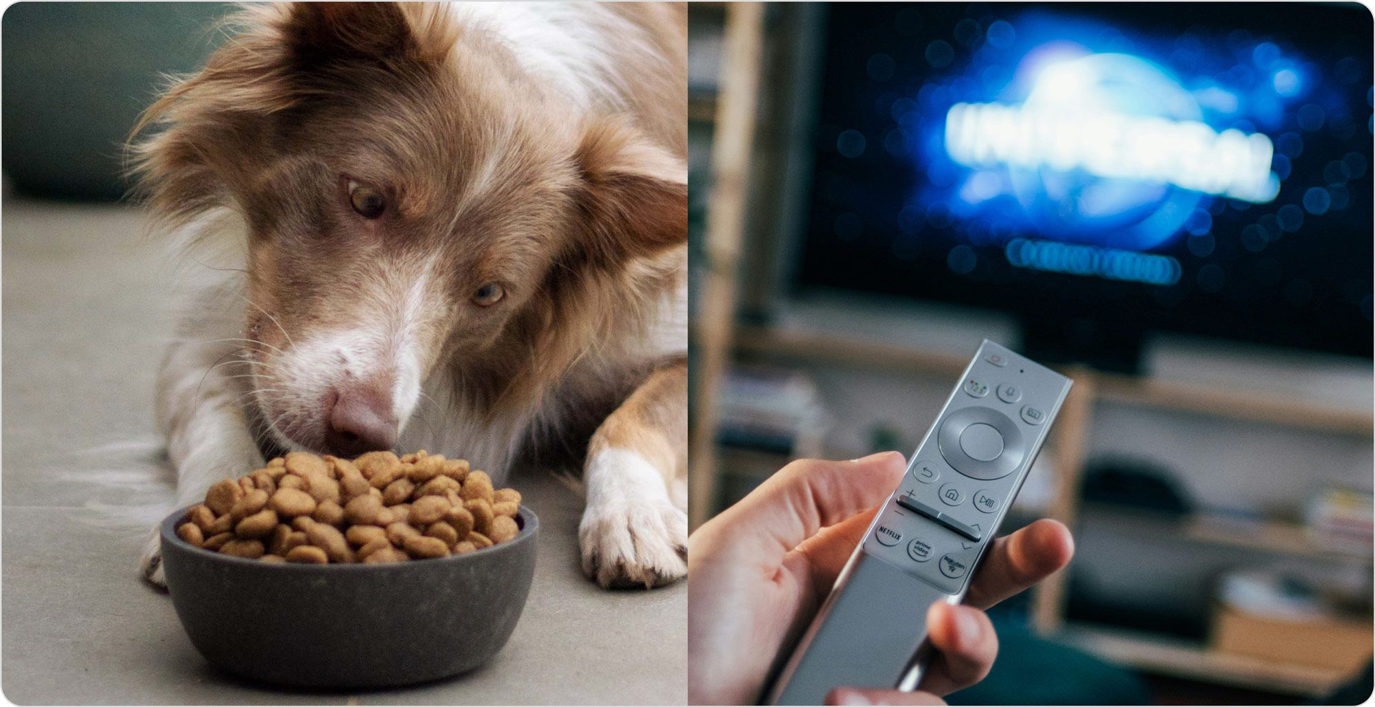 Two images to illustrate unrelated products/goods in cross price elasticity: one dog staring at food in a bowl, another of a remote pointed at a TV.