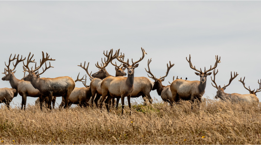 Herd of deer bucks, illustrating conjoint analysis in environmental economics