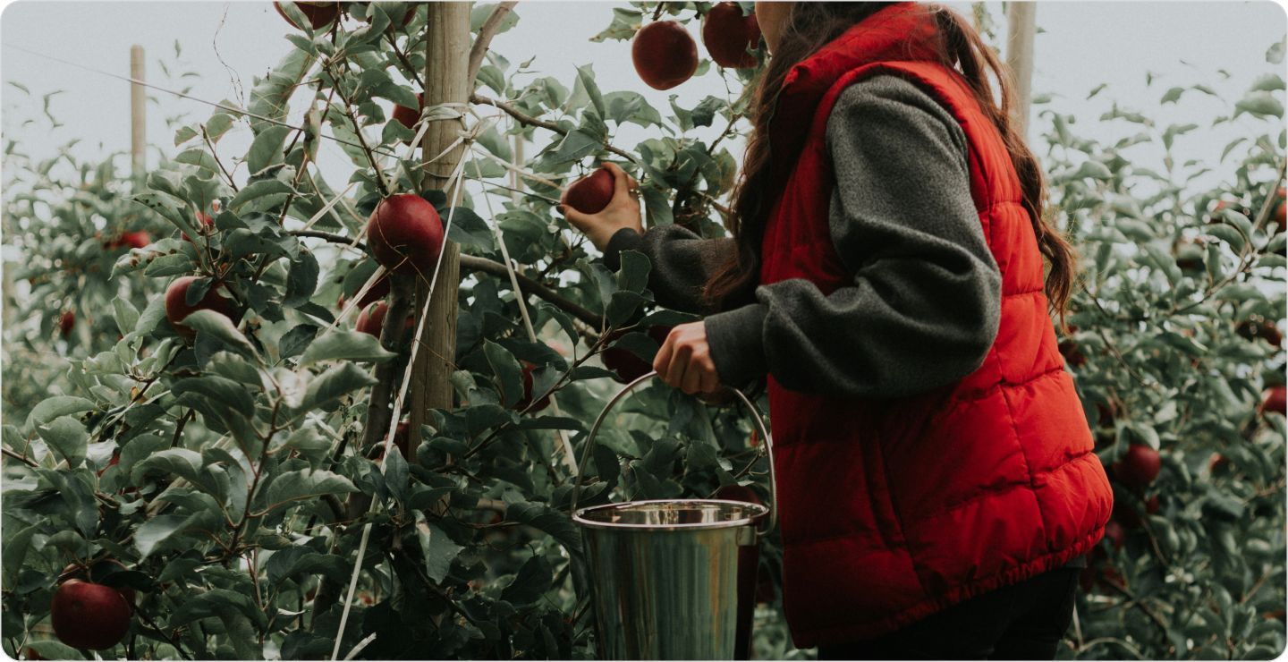 Woman in an apple orchard picking apples, representing probability sampling