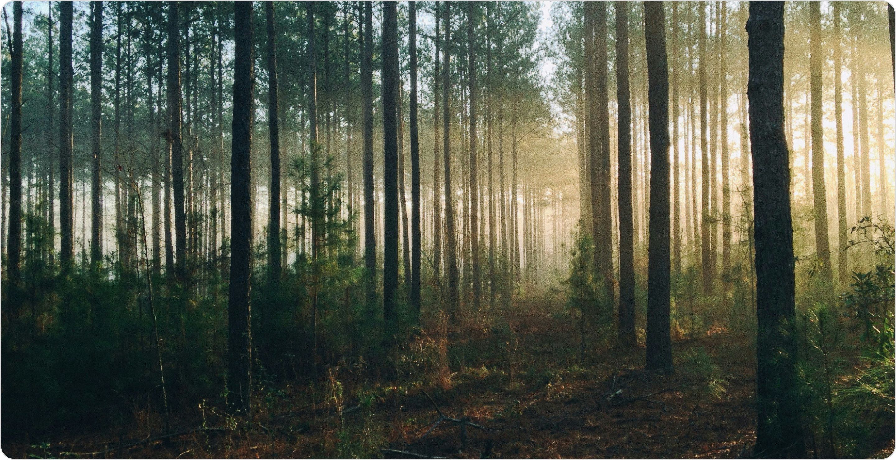 A forest of trees with light shining through the trees. Represents Population vs sample.